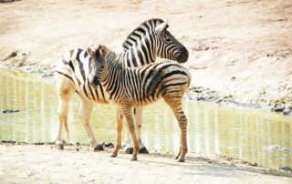 ¿Cómo evitar colas en el Bioparc de Valencia? Consejos 2026
