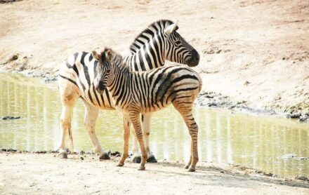 ¿Cómo evitar colas en el Bioparc de Valencia? Consejos 2026