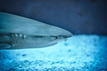 ¿Cómo evitar las colas en el Oceanográfico de Valencia? Consejos 2026