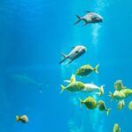 Entrada sin colas en el Ripley's Aquarium