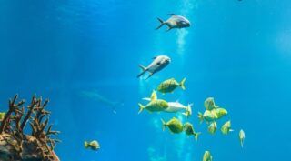 ¿Cómo visitar sin colas el Ripley’s Aquarium de Toronto? Consejos 2025