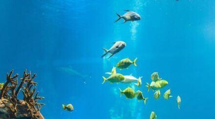¿Cómo visitar sin colas el Ripley’s Aquarium de Toronto? Consejos 2025