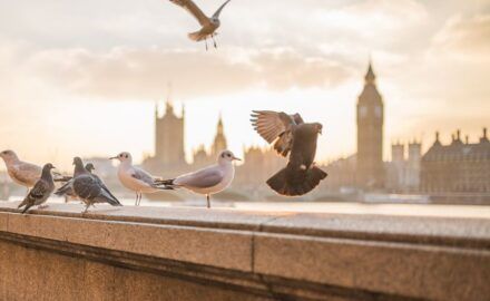 ¿Cómo visitar sin colas la Abadía de Westminster? Consejos 2026 🎟️