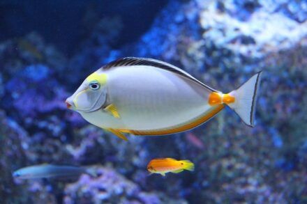 ¿Cómo visitar sin colas el Oceanario de Lisboa? Consejos 2026 ❤️