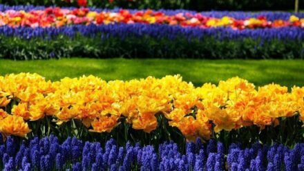 ¿Cómo evitar las colas al jardín de Keukenhof? Consejos 2026 🎟️