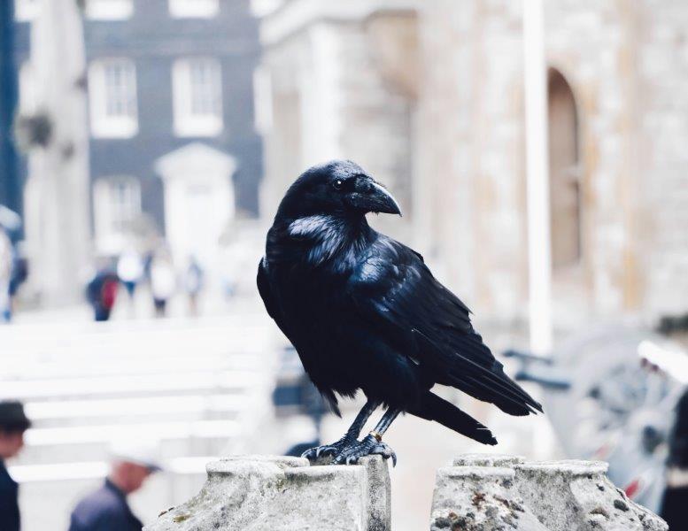 Cuervos posados en el césped del recinto de la Torre de Londres